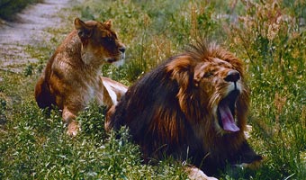 Afrykańskie safari w Świerkocinie