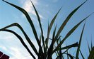 Promowanie biopaliw by�o b��dem?