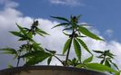 Plantacja konopii w Cz�stochowie. Wietnamczyk z�apany