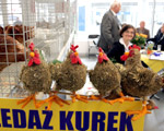 Kury zagraja w pi�k�: 