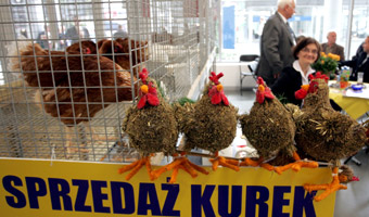 Kury zagraja w pi�k�: "Przegranym nie grozi ros�"