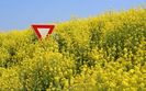 Nied�wiedzie polarne czy raczej morskie wilki?