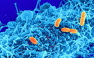 Budowa igie� iniekcyjnych bakterii rozszyfrowana