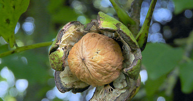 Rasbak/CC 3.0/pl.wikipedia.org