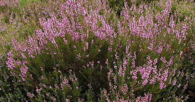 Willow/CC 3.0/pl.wikipedia.org