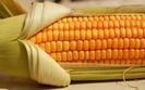Biotechnolodzy nie chc� zmian w ustawie o GMO