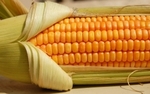  Sejmowa komisja rolnictwa pozytywnie o pomy�le prezydenta nt. odr�bnej ustawy o GMO
