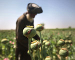 Afganistan: Rosn� dochody z produkcji opium