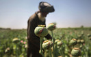 Afganistan: Rosn� dochody z produkcji opium