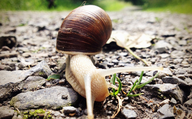 Hodowlą ślimaków kusi. Bo się opłaca