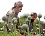 NATO popsu�o talibom interes z opium?