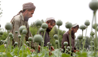 NATO popsu�o talibom interes z opium?