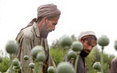 NATO popsu�o talibom interes z opium?