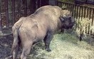 Polskie �ubry jad� do Czech. Kwarantanna