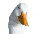 Prezes firmy Aflac opowiada, jak zakocha� si� w kaczorze