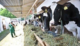 USA otwieraj� rynek na wo�owin� z unijnych kraj�w. Kolejny kraj dosta� zgod�