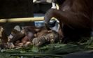 Orangutan te� mo�e zosta� in�ynierem