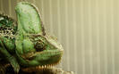Dach jak kameleon. Sam zmienia kolor