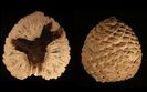 Skarb Darwina... wyszperany w szufladzie 