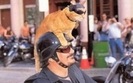 Nerka dla kota za Harley-Davidsona