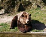 Nied�wiedzie w g�rach. Powa�ne niebezpiecze�stwo