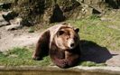 Nied�wiedzie w g�rach. Powa�ne niebezpiecze�stwo
