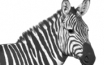  Kiedy proces powinien by� sztuk�, a kiedy nauk�
