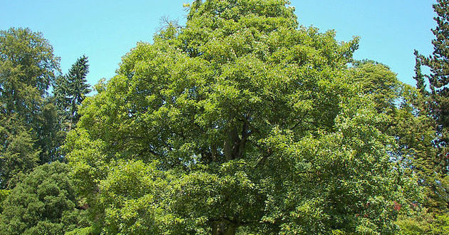 Willow/CC 3.0/pl.wikipedia.org