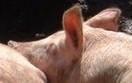 W UE wzro�nie produkcja �win w I po�owie 2012 r.