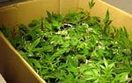 MSWiA: Produkcja narkotyk�w w r�kach cudzoziemc�w