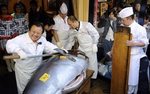  Rekordowa cena za tu�czyka. W Japonii