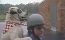 Labrador, czyli pies pasa�er na motocyklu