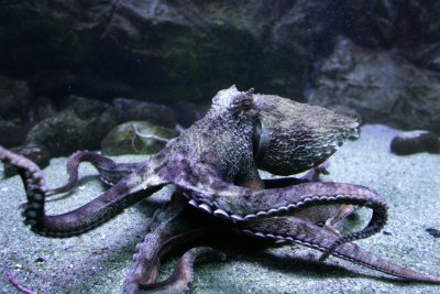 Ośmiornica olbrzymia w Akwarium Gdyńskim | idealny przepis na życie: