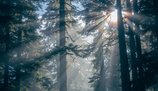 Rząd dopuszcza sprzedaż lasów? Kolejne kontrowersje wokół Mieszkania+ / fot: pixabay.com Rząd dopuszcza sprzedaż lasów? Kolejne kontrowersje wokół Mieszkania+