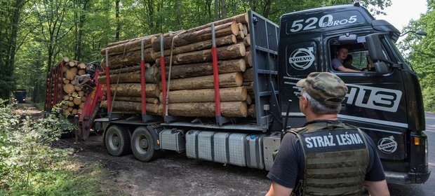 Ministerstwo Środowiska mimo decyzji Trybunału nie wstrzymało wycinki