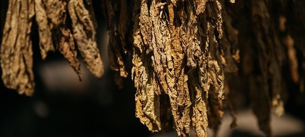 Susz tytoniowy wykorzystują przestępcy do produkcji papierosów bez akcyzy.