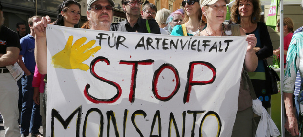 Monsanto i GMO od lat budzą wielkie kontrowersje